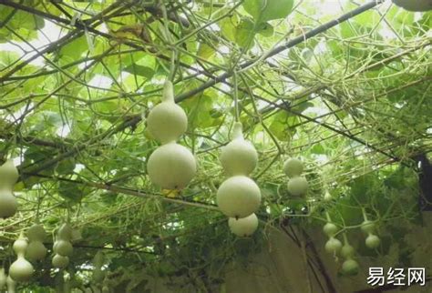 爬藤植物风水|爬藤植物风水